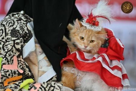 هفته مد گربه‌ها در اندونزی/ تصاویر