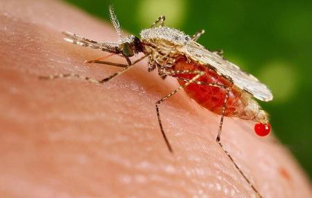 ابتلای ۳۱ نفر در کرمان به مالاریا/ کسی فوت نشده است
