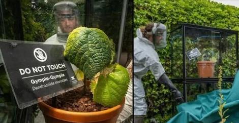 خطرناک‌ ترین گیاه جهان که باعث خودکشی می‌شود