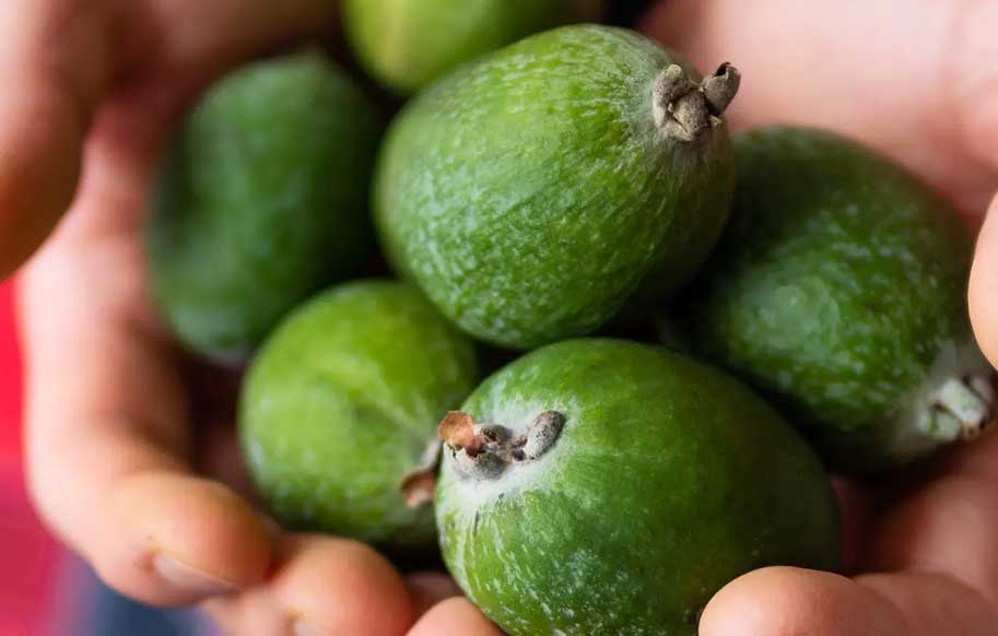 «فیجوا» میوه‌ای که به پیشگیری از دیابت کمک می‌کند