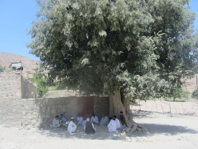 تشدید اقدامات حفاظت از درخت کهنسال تاگ در روستای «هفتادملا»