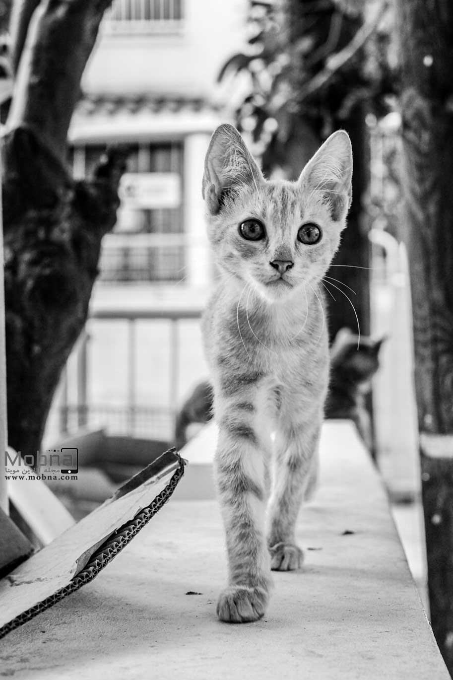 گربه های خیابانی استانبول (عکس)