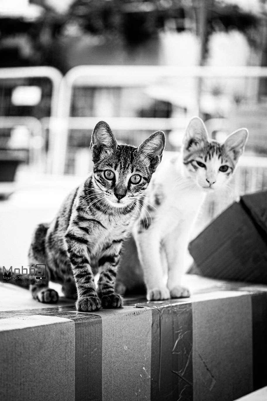 گربه های خیابانی استانبول (عکس)