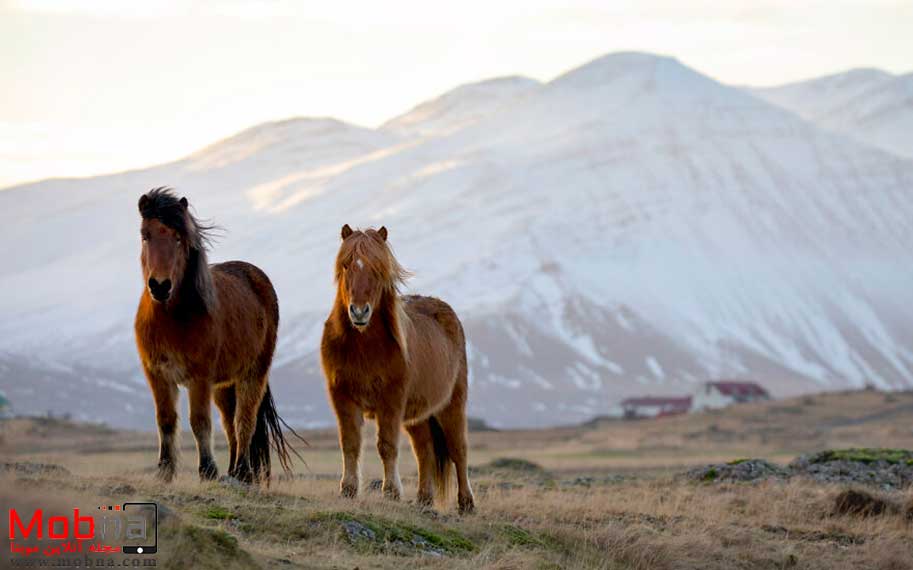 چند لحظه آرامش در سرمای ایسلند (عکس)