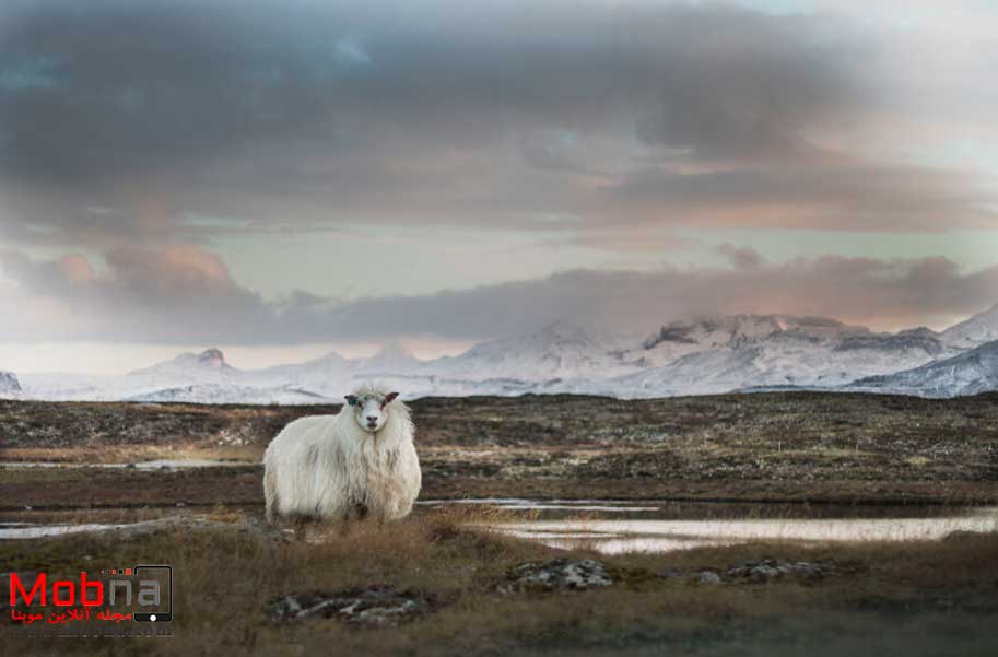 چند لحظه آرامش در سرمای ایسلند (عکس)