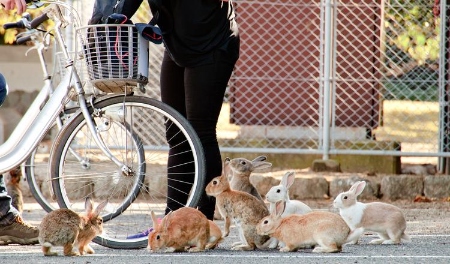 جزیره خرگوش : تجربه ای متفاوت و خاص در ژاپن