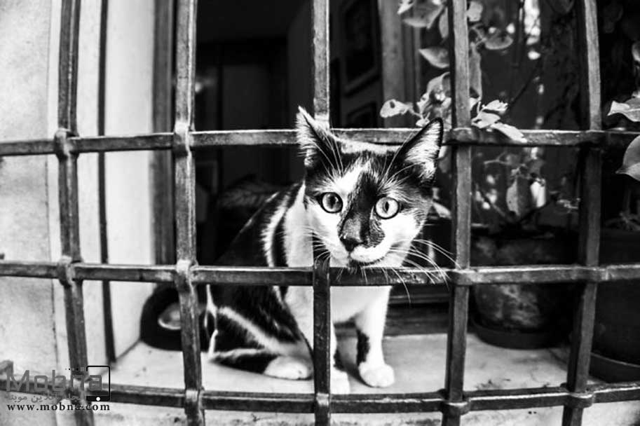 عکاسی از گربه‌ های خانگی ونیز (عکس)