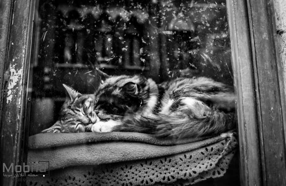 عکاسی از گربه‌ های خانگی ونیز (عکس)