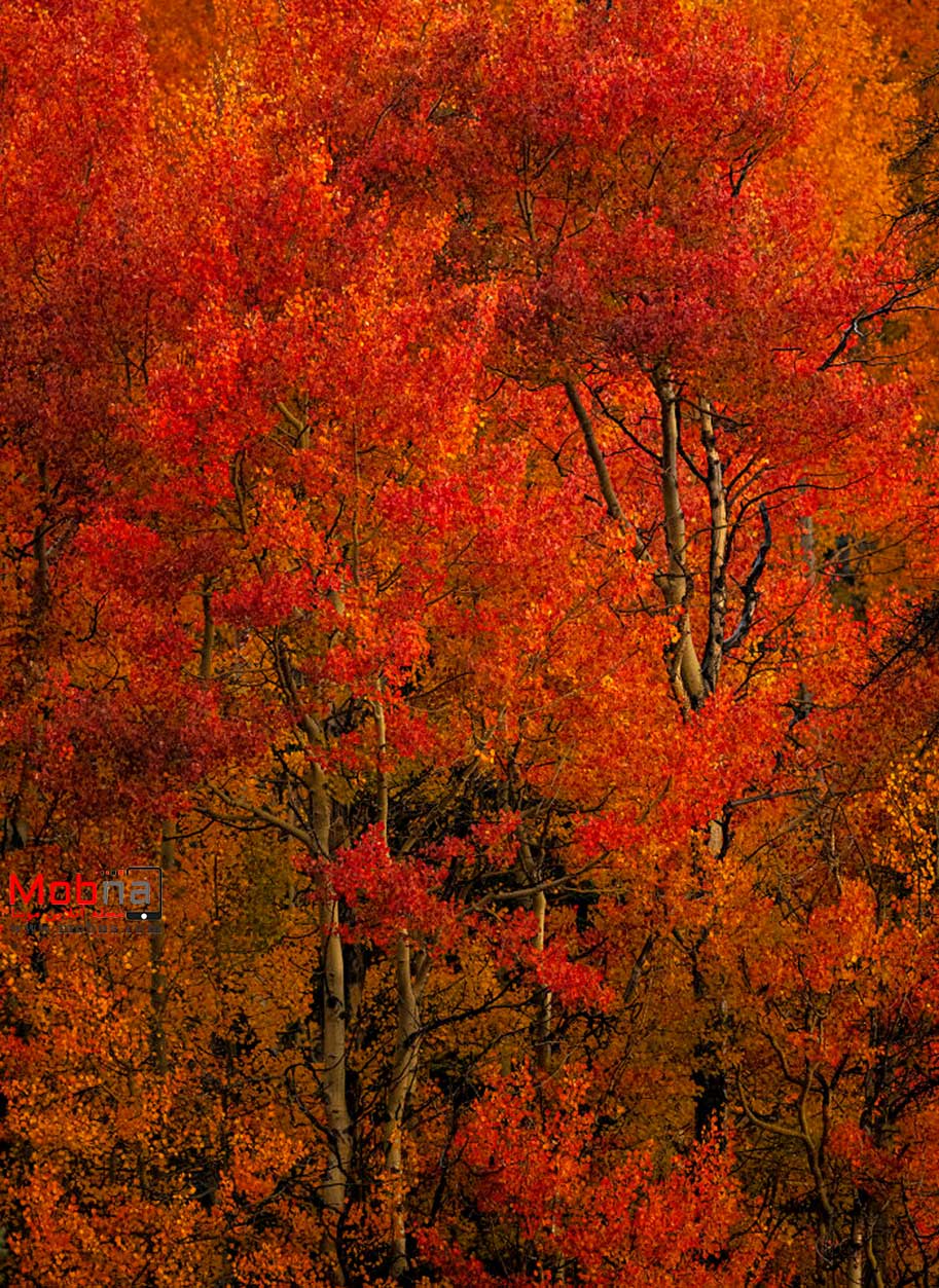 15 تصویر رویایی از پاییز (عکس)