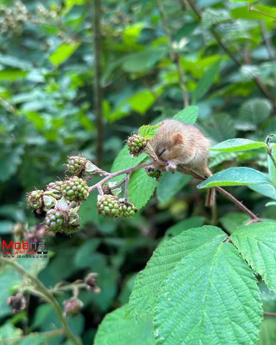 موش زمستان‌خواب (فیلم و عکس)