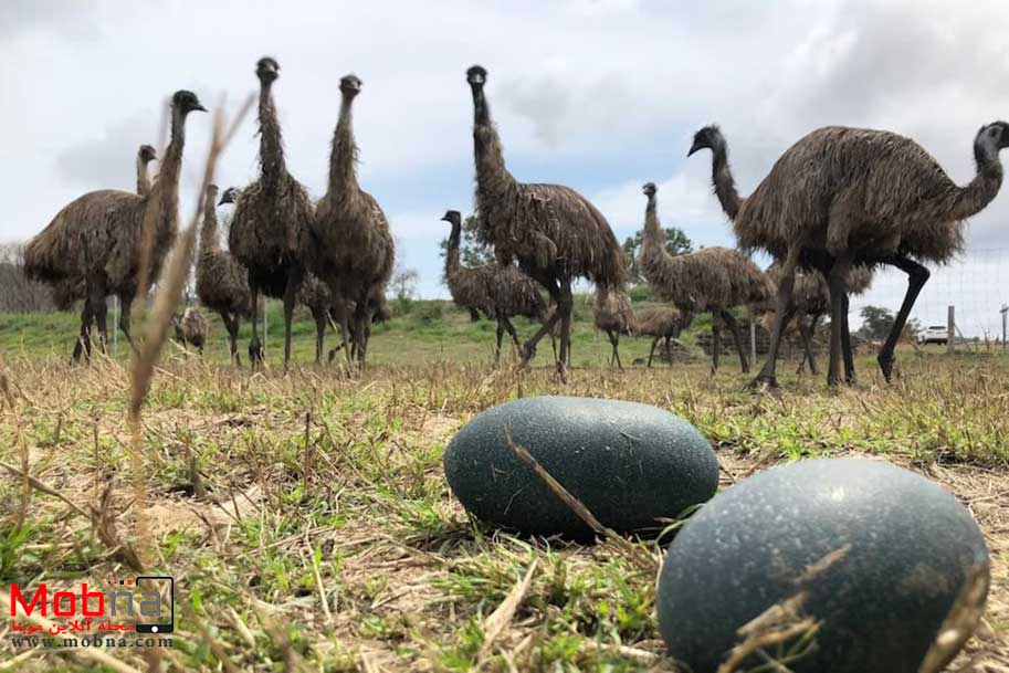 تخم عجیب بزرگ ترین پرنده استرالیا (عکس)