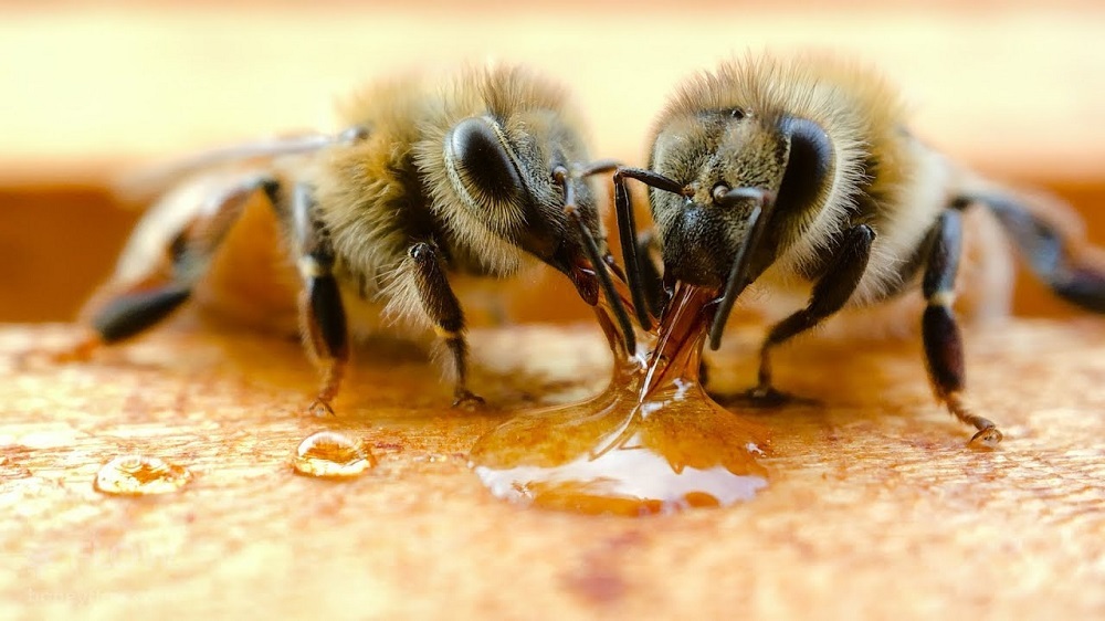 عسل می خورید نه مدفوع و استفراغ!
