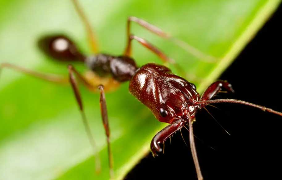 تله فک ؛ این مورچه با سرعت 230 کیلومتر برساعت شما را شگفت زده می کند! (+فیلم و عکس)