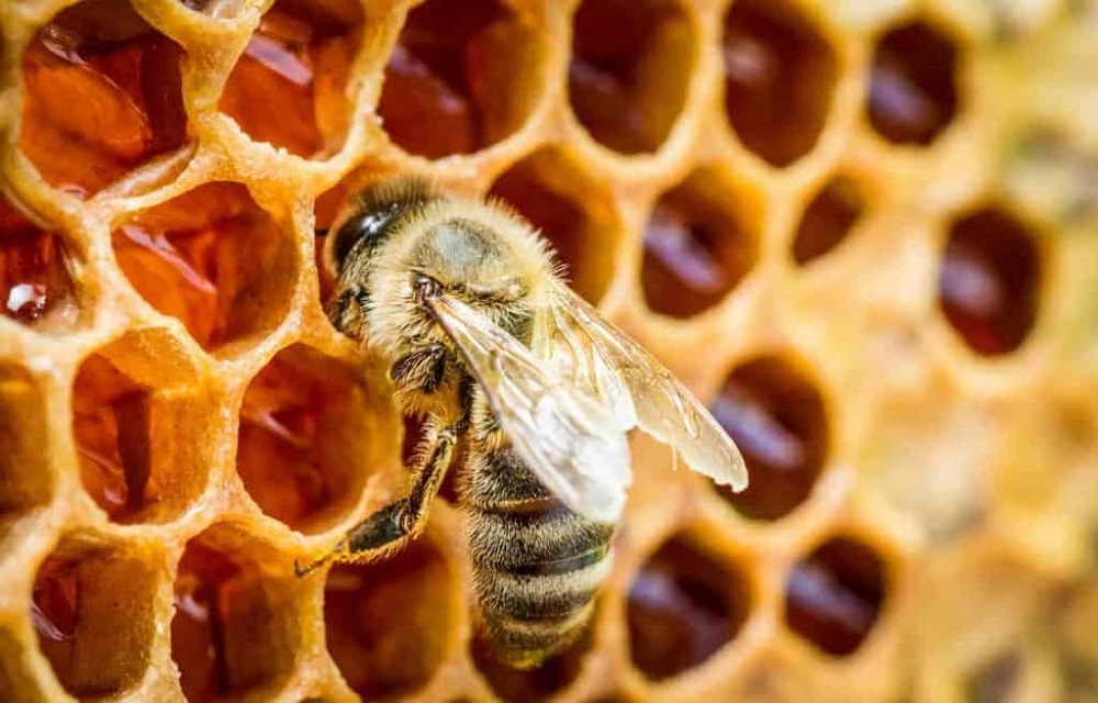 عسل می خورید نه مدفوع و استفراغ!
