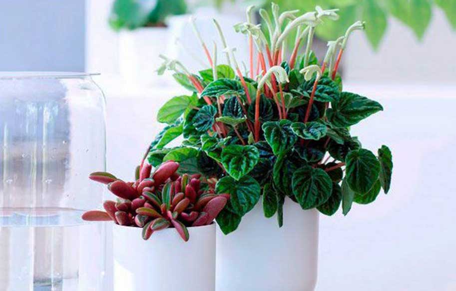 پپرومیا چروک ؛ گیاهی که شما را لایک می کند! (عکس)