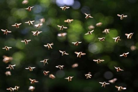 فرار میلیون‌ ها زنبور عسل از یک کامیون در کانادا