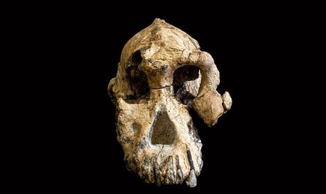 جمجمه ۸ میلیون ساله راز اجداد انسان را فاش کرد