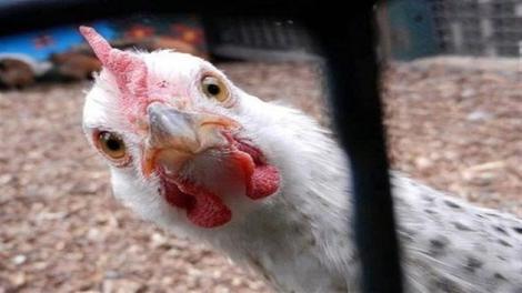 ژاپنی‌ ها زبان مرغ‌ را رمزگشایی کردند