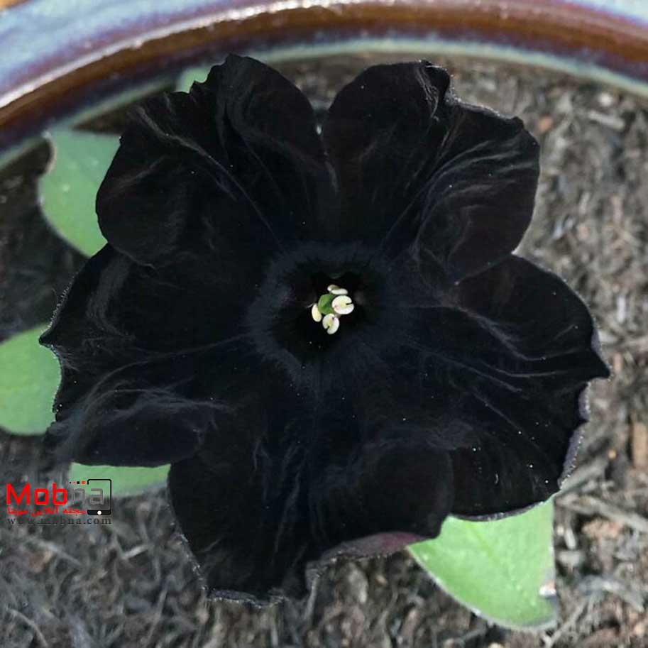 سیاه ترین گل جهان! (عکس)