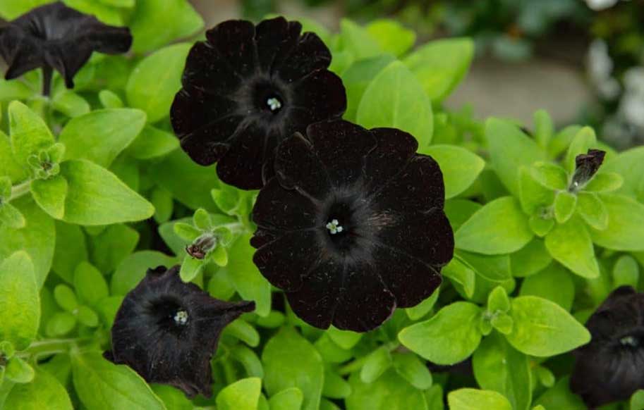 سیاه ترین گل جهان! (عکس)