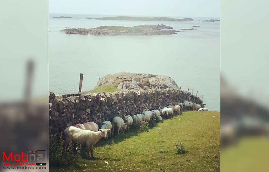 ابتکار جالب گوسفندان ایرلندی برای نجات از گرما (عکس)