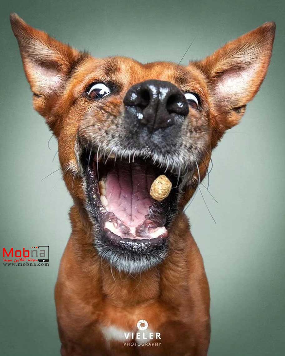 سگ و غذای خشک ؛ سوژه ای متفاوت برای عکاسی حیوانات (عکس)