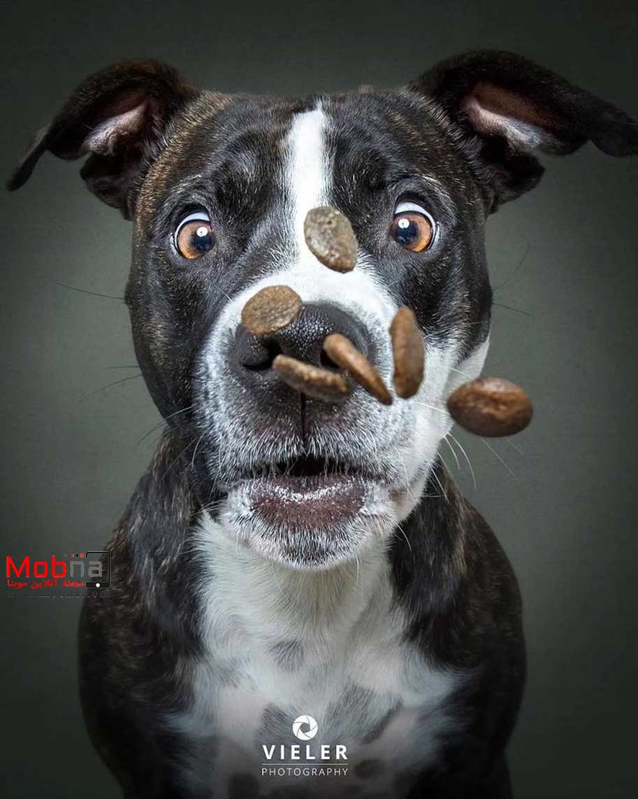 سگ و غذای خشک ؛ سوژه ای متفاوت برای عکاسی حیوانات (عکس)
