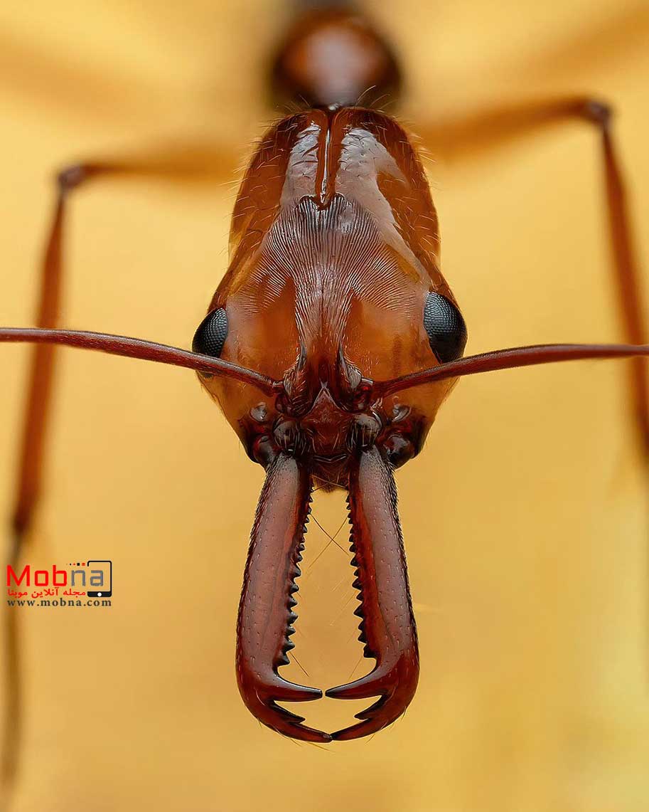 تله فک ؛ این مورچه با سرعت 230 کیلومتر برساعت شما را شگفت زده می کند! (+فیلم و عکس)
