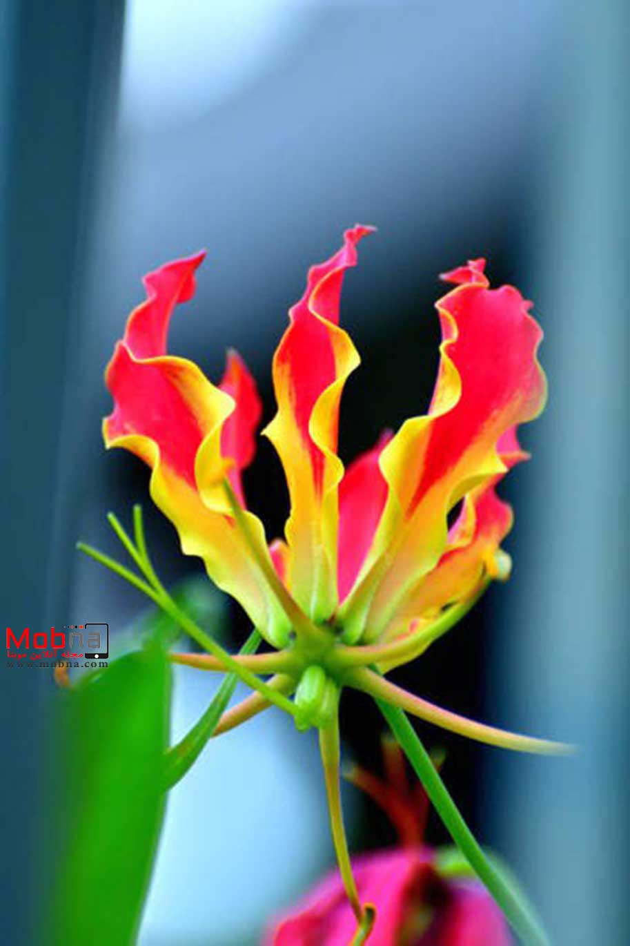 سوسن آتش ؛ گل ملی زیمبابوه (عکس)