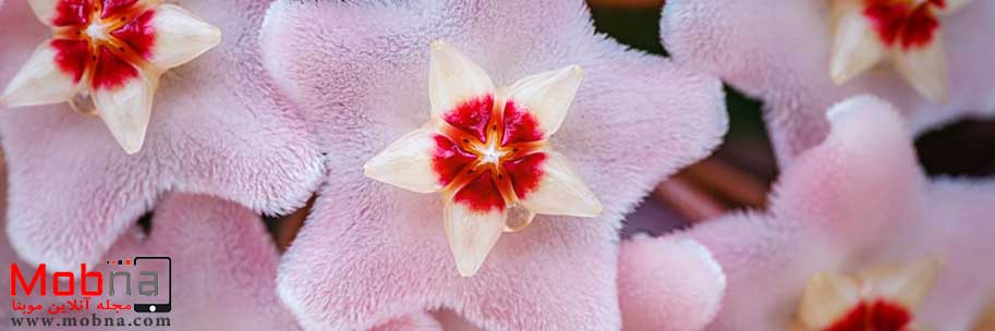 گل مومی هویا (عکس)