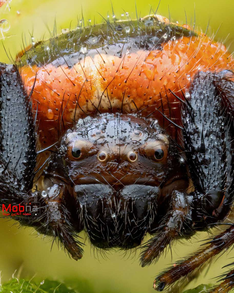 تصاویر ماکرو شگفت انگیز از عنکبوت خرچنگی