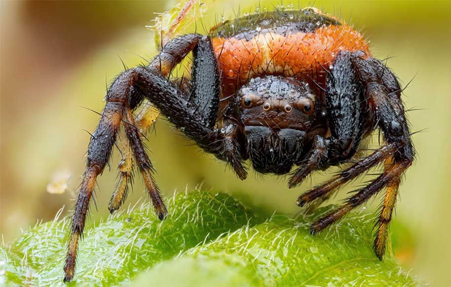 تصاویر ماکرو شگفت انگیز از عنکبوت خرچنگی