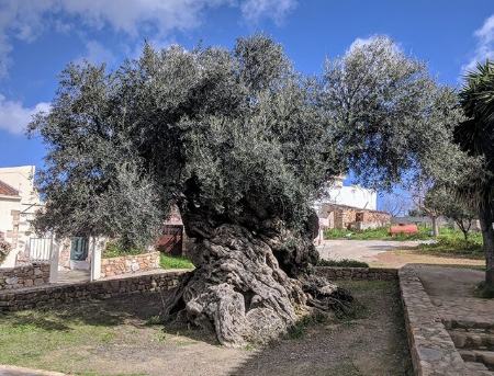 قدیمی ترین درخت زیتون دنیا در یونان (+عکس)