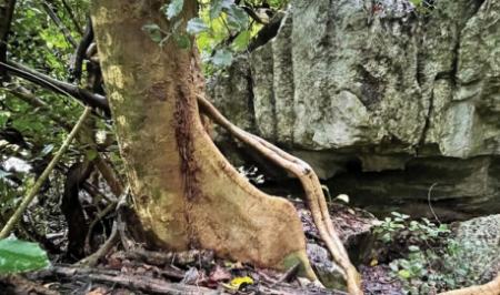 هزارپایی شبیه به «جواهر» در جنگل‌های تایلند