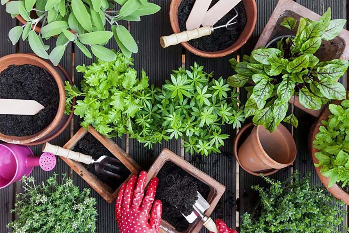 نکاتی خاص برای نگهداری گیاهان آپارتمانی