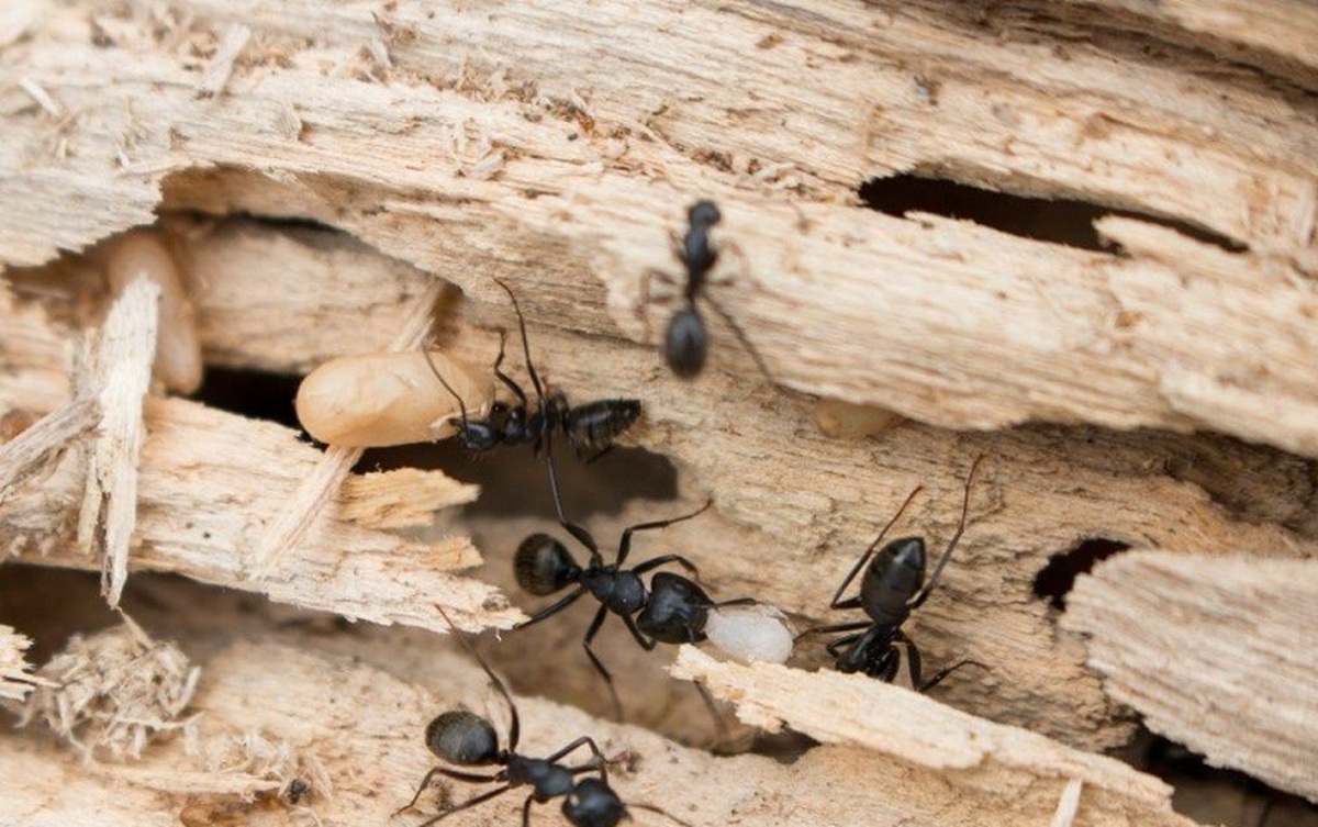 کشف شهر عظیم مورچه ها (+عکس)