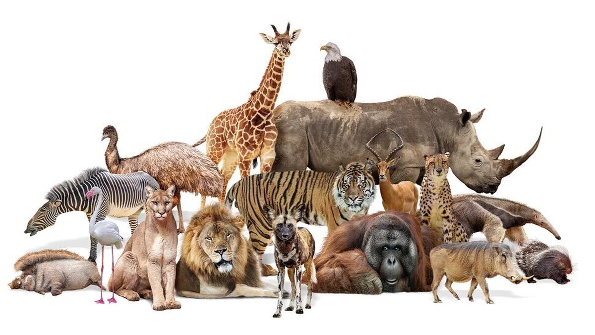 اطلاعات باورنکردنی درباره گونه های جانوری !