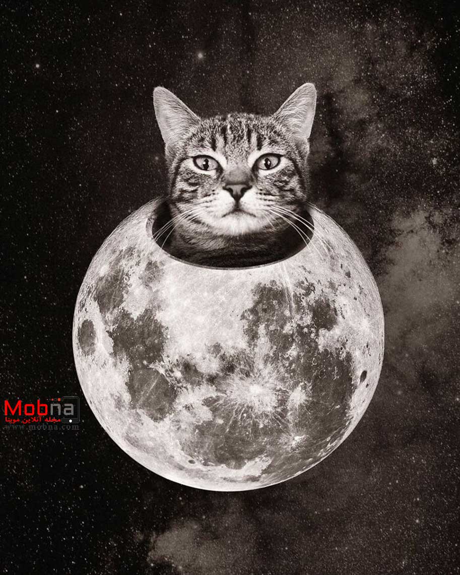 این جهان با قوانین گربه ای! (عکس)