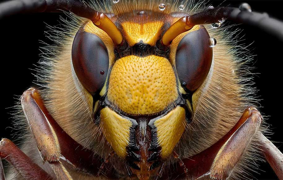 عکاسی جالب از زنبور گاوی اروپایی!