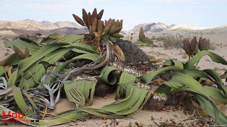 ویلوچیا میرابیلیس یا شیطان صحرا ؛ درباره زشت ترین گیاه جهان! (+عکس)
