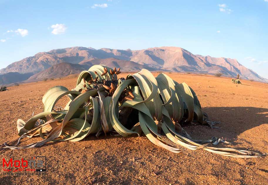 ویلوچیا میرابیلیس یا شیطان صحرا ؛ درباره زشت ترین گیاه جهان! (+عکس)