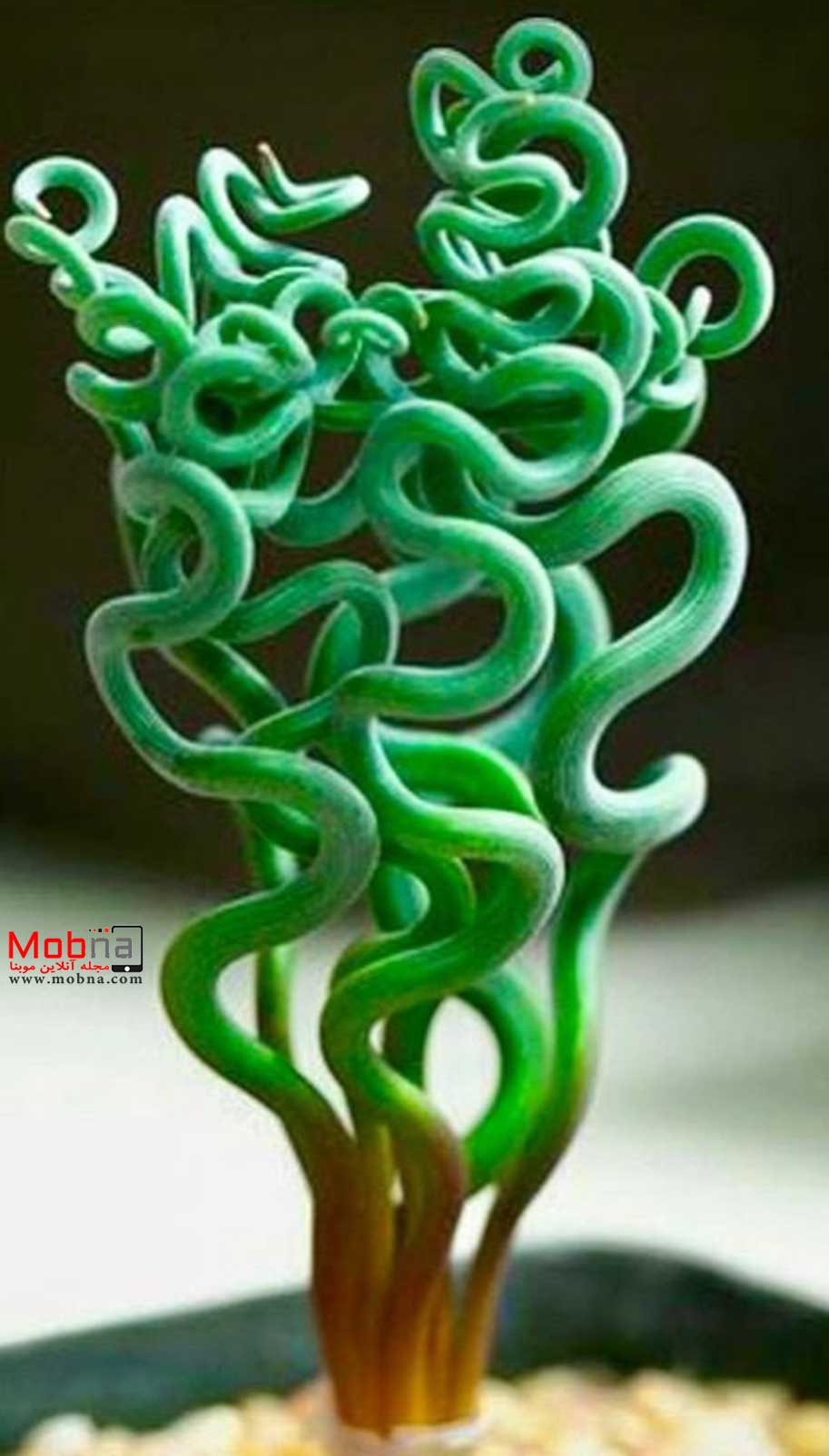 تراچیاندرا ترتلیس ؛ این گیاه با ظاهر عجیب و خاص! (+عکس)