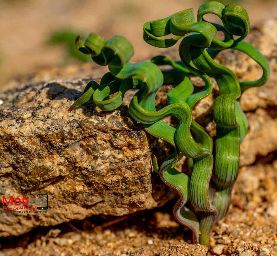 تراچیاندرا ترتلیس ؛ این گیاه با ظاهر عجیب و خاص! (+عکس)