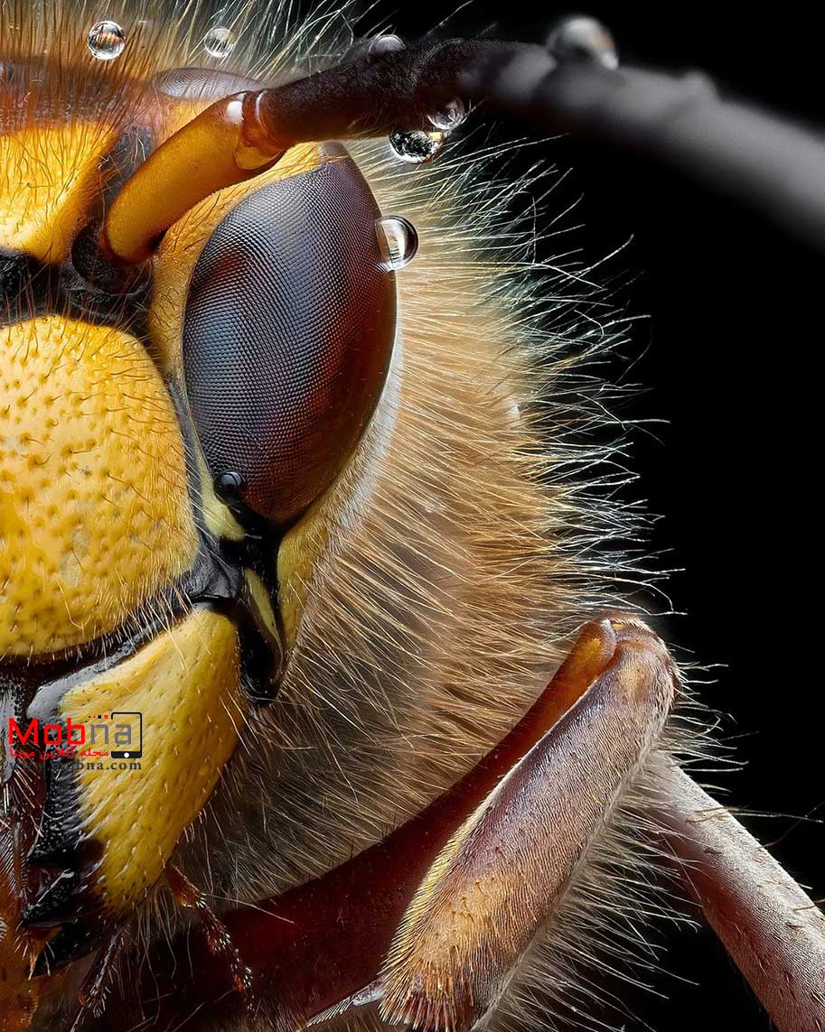 عکاسی جالب از زنبور گاوی اروپایی!
