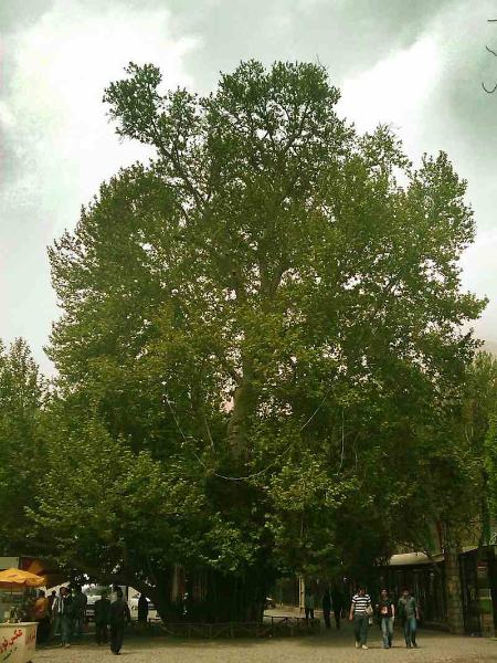 درخت «شیرین و فرهاد» نمادی از عشق و وفاداری در کرمانشاه (+عکس)
