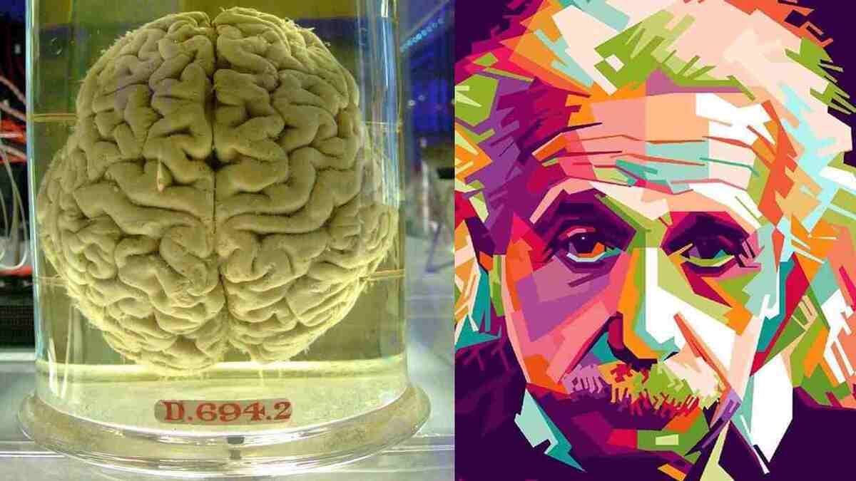 مغز آلبرت اینشتین در شیشه / چه تفاوتی با مغز دیگران مشاهده شد؟ (+عکس)