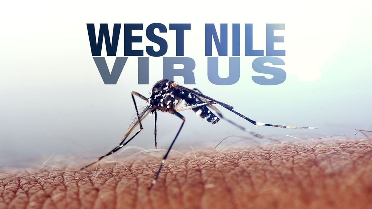 ویروس نیل غربی چیست؟ / چگونه مبتلا می شویم، چه علائمی دارد و چگونه درمان می شود؟